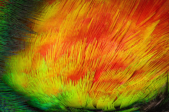 Flights of Beauty: Australian King Parrot II