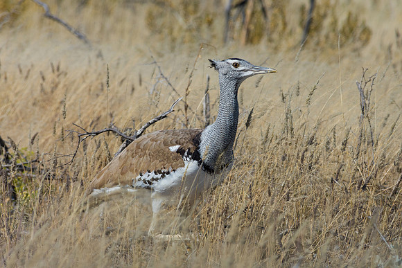 Kori Bustard