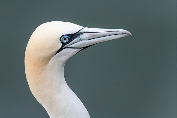 Gannet Portrait