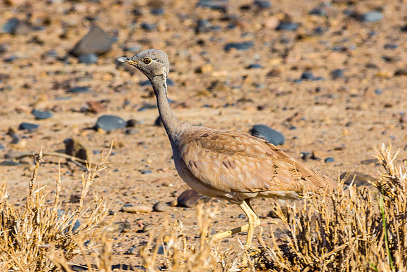Karoo Korhaan
