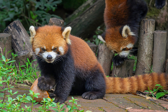 Red Pandas