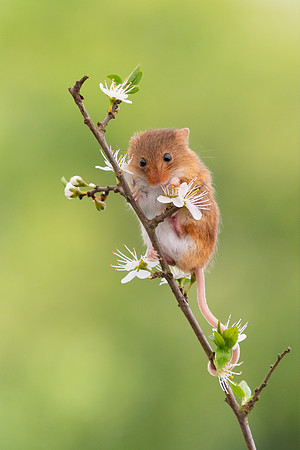 Harvest Mouse
