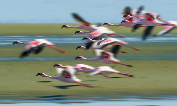 Lesser Flamingo
