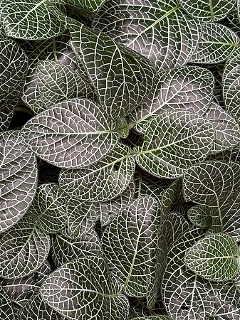 Kew Gardens