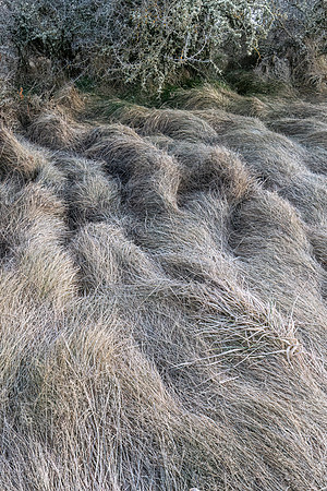 Winter Grasses - Lake Clearwater