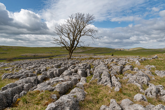 Lone Malham Tree