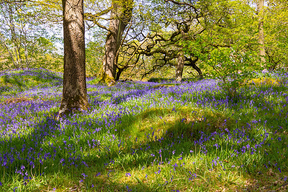 Bluebells Woods, Ingleton, Yorkshire Dales