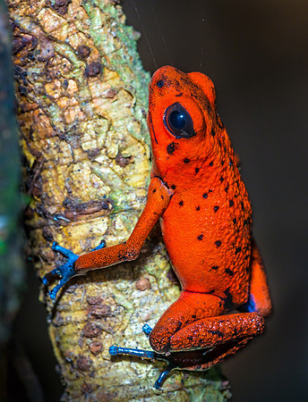 Blue Jeans Dart Frog