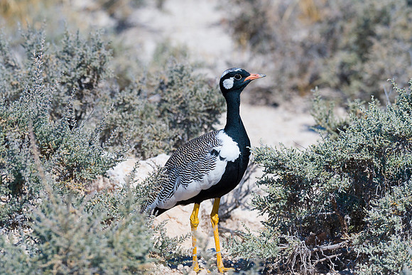 Northern Black Korhaan