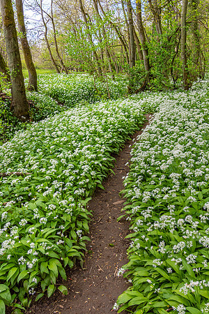Wild Garlic Path, Yorkshire Dales