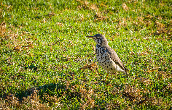 Groundscraper Thrush