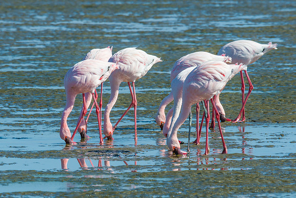 Lesser Flamingo