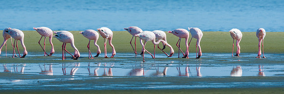 Lesser Flamingo