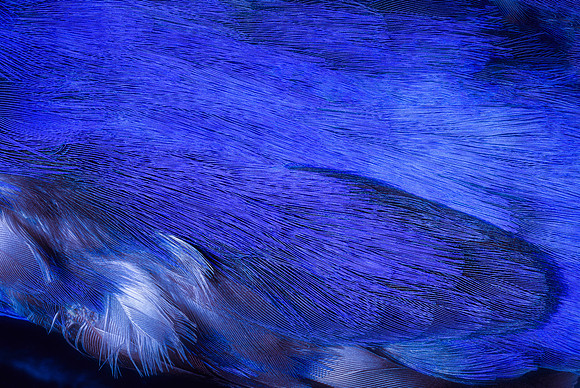 Flights of Beauty:  Azure Kingfisher I