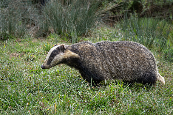 Badger