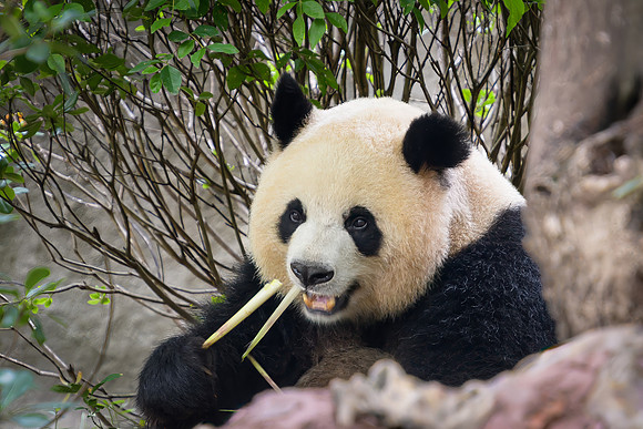 Giant Panda i