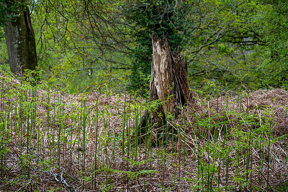 New Forest, Spring