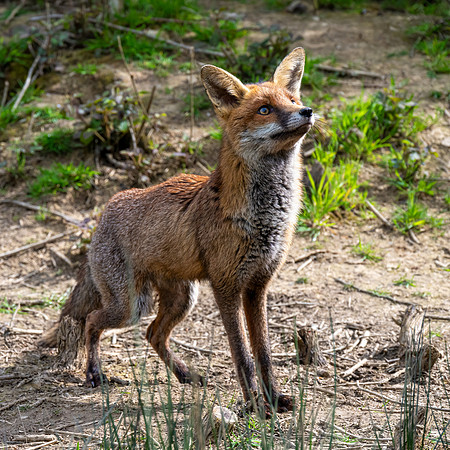 Fox