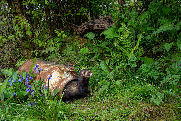 Polecat
