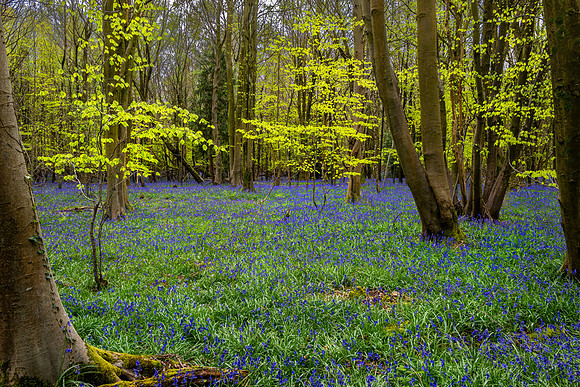 Ashford Bluebells