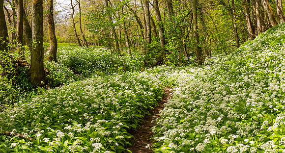 Wild Garlic 2, Gunnerside