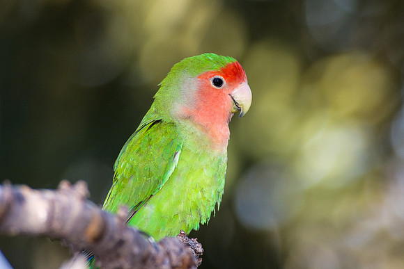 Rosy-faced Lovebird