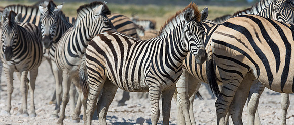 Burchell's Zebra