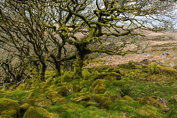 Wistman's Wood