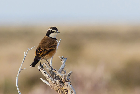 Capped Wheatear