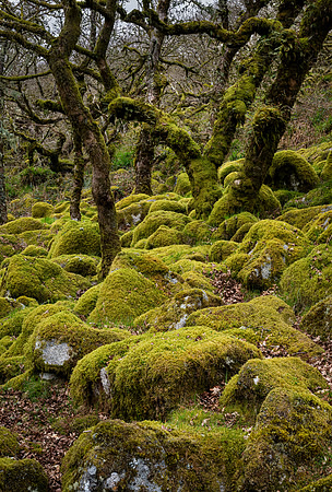 Wistman's Wood
