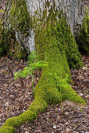 New Forest, Spring