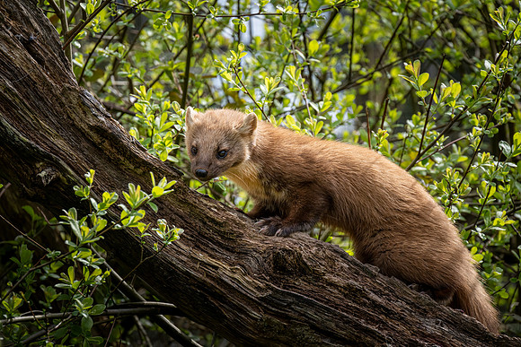 Pine Marten