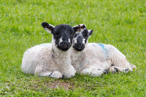 Cotter Force Lambs