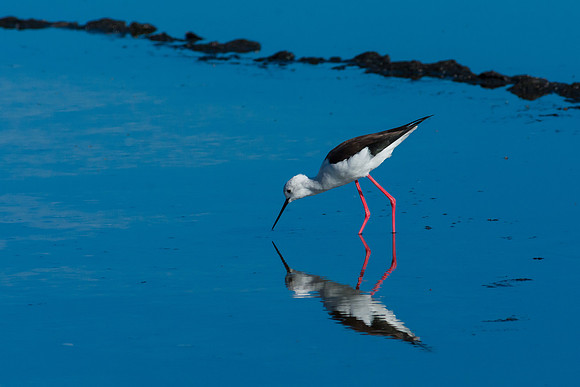 Black-winged Stilt