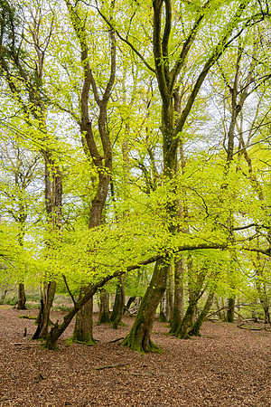 New Forest, Spring