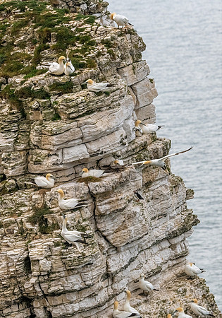 Gannet Cliff