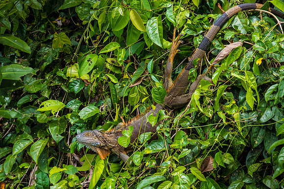 Green Iguana