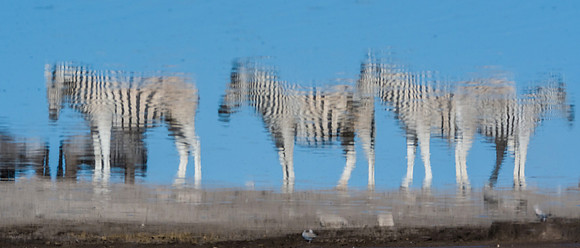 Burchell's Zebra