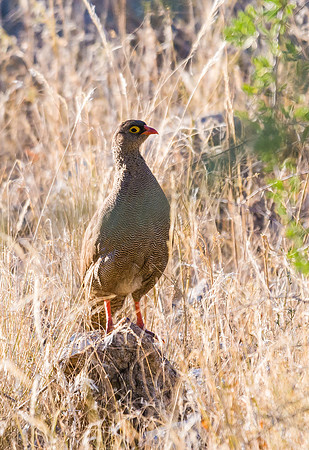 Red-billed Francolin