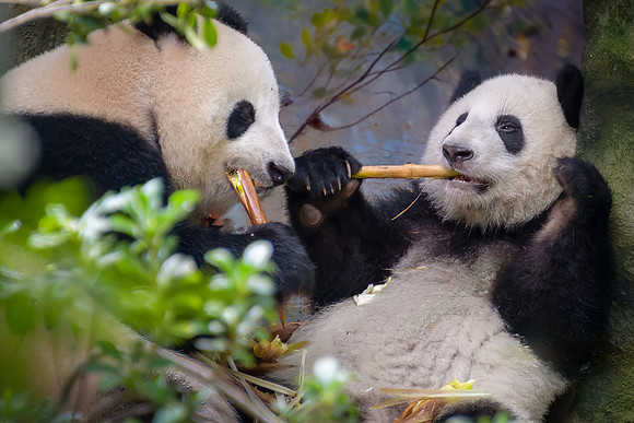 Giant Pandas