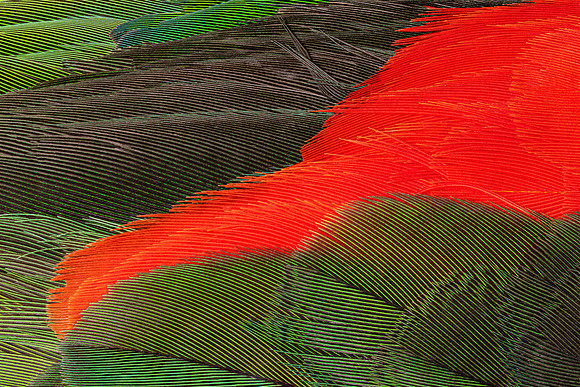 Flights of Beauty: Red-Winged Parrot II