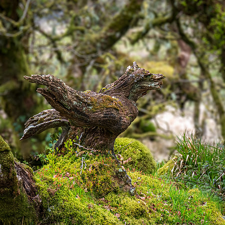 Wistman's Wood