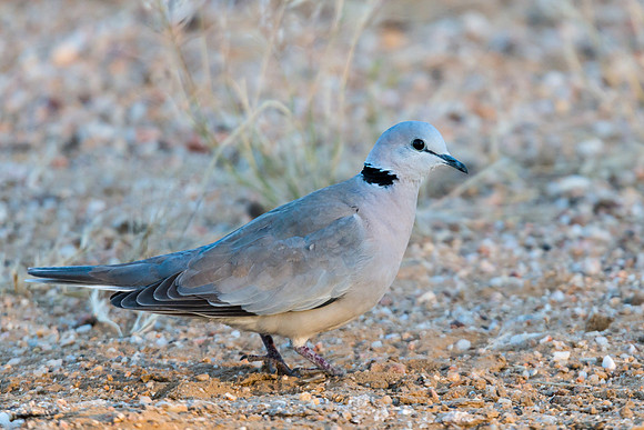 Cape Turtle Dove