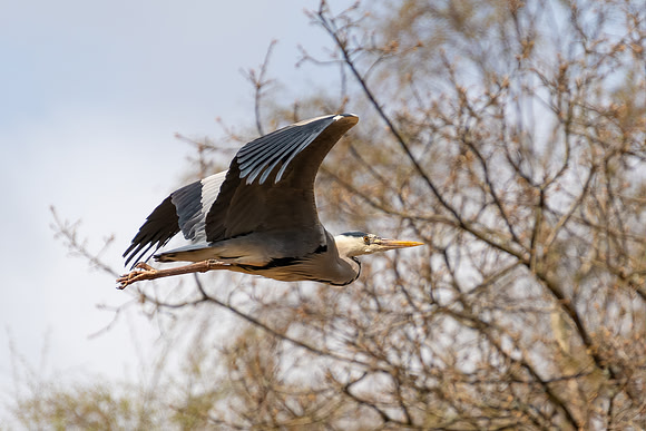 Heron at White Moss Common