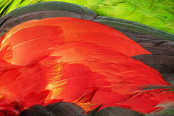 Flights of Beauty:  Red-Winged Parrot I