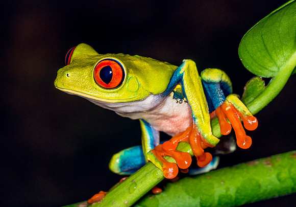 Red-Eyed Tree Frog
