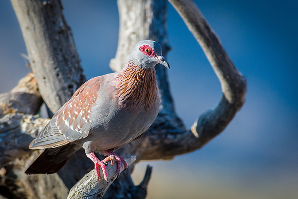 Speckled Pigeon