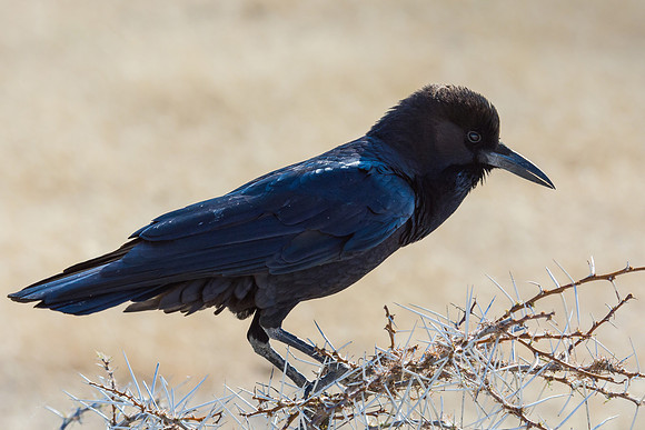 Cape Crow