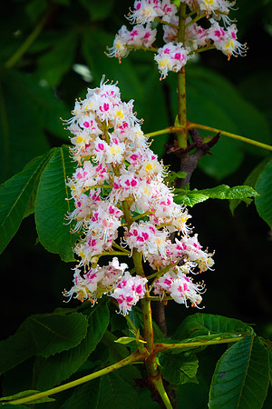 Chestnut Flower