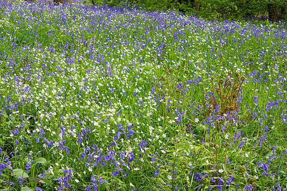 Bluebells, Froggatt Edge, Peak District